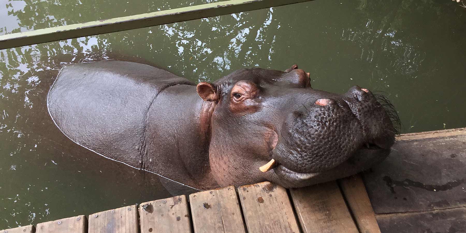 Hippo 8